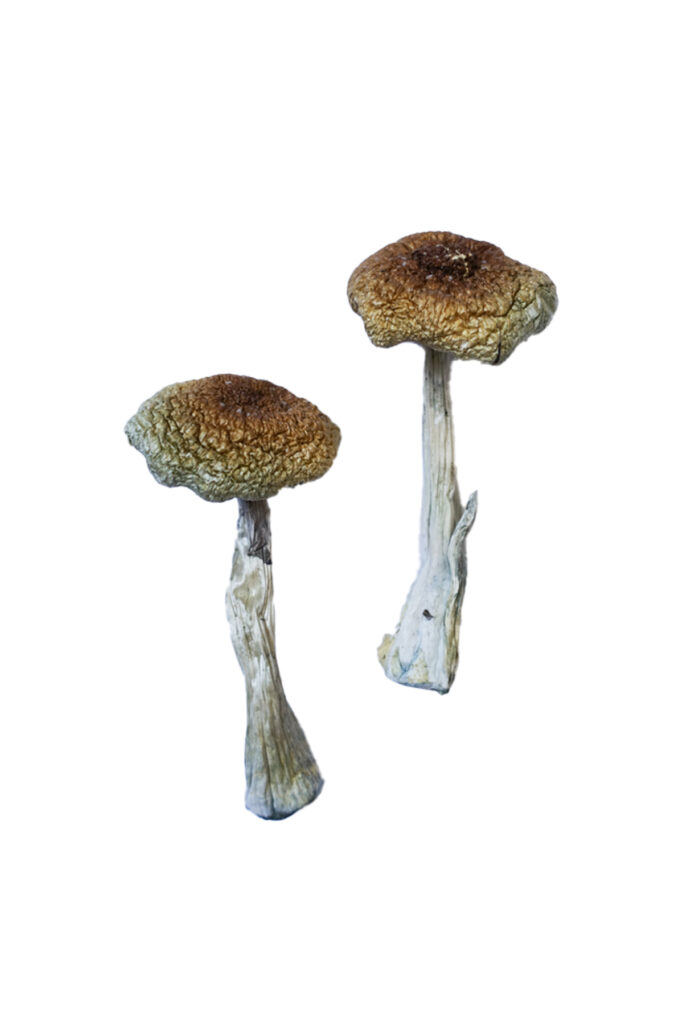 Psilocybe Aztecorum Mushrooms