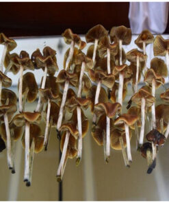 Psilocybe Cyanescens Mushroom