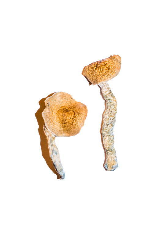 Transkei Mushroom