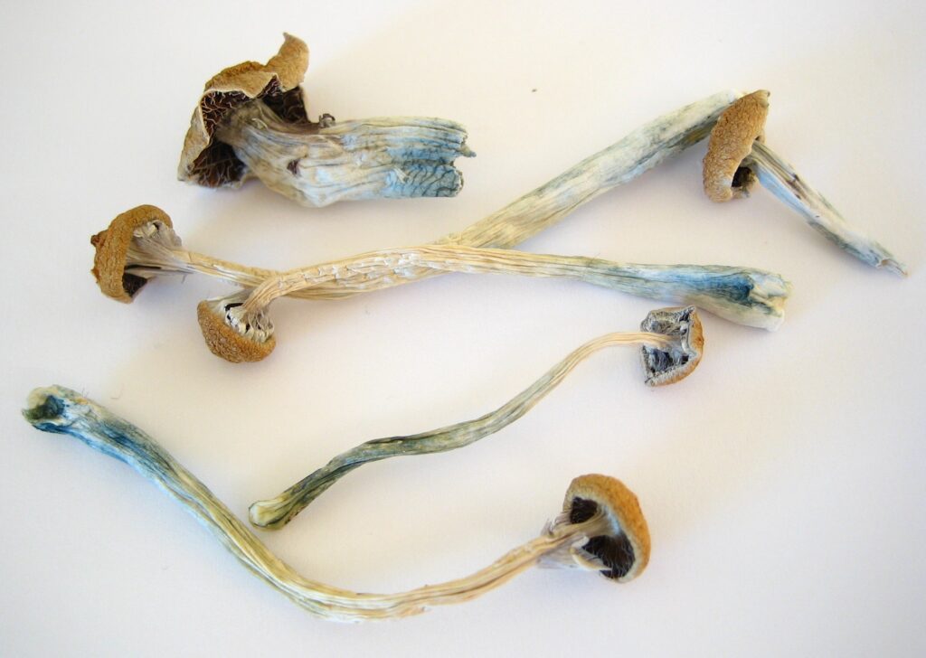 Buy Psilocybin Truffles