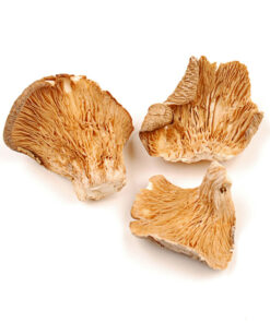 oysters mushroom