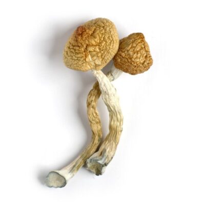 Magic Mushrooms For Physical Effects